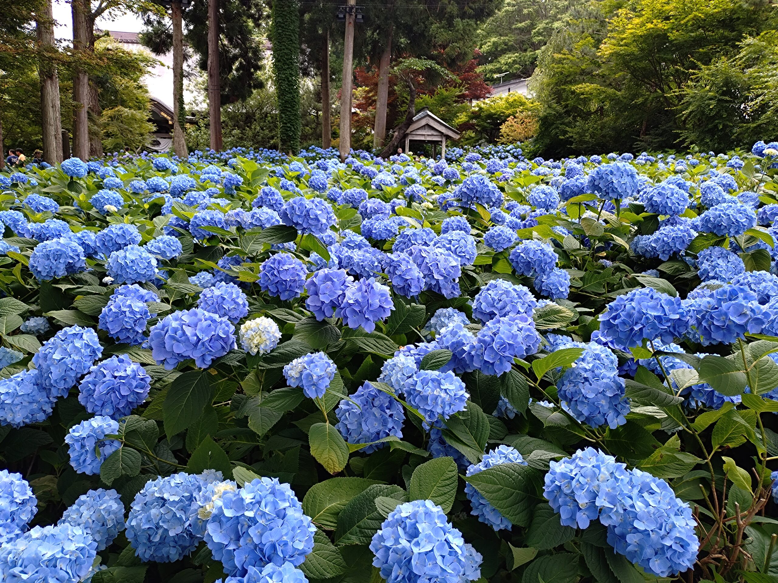 2025.6 秋田・仙台旅行記　秋田編